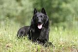 SCHIPPERKE 302